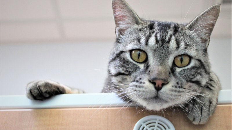 Cat looking over the edge of a cabinet