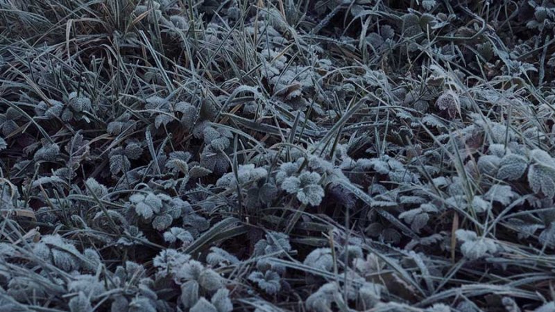 A blue-grey-scale image of various grasses and leaves along the ground.