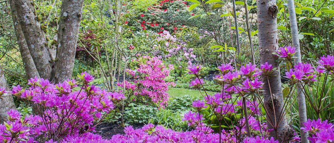 Darts Hill Azalea View Scarlet Black