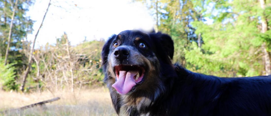 Off Leash Dog Park Area